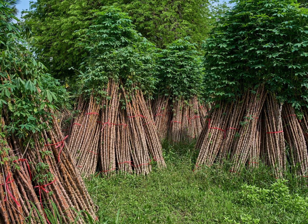 Bunch of the cassava plants to cultivate in the next crop