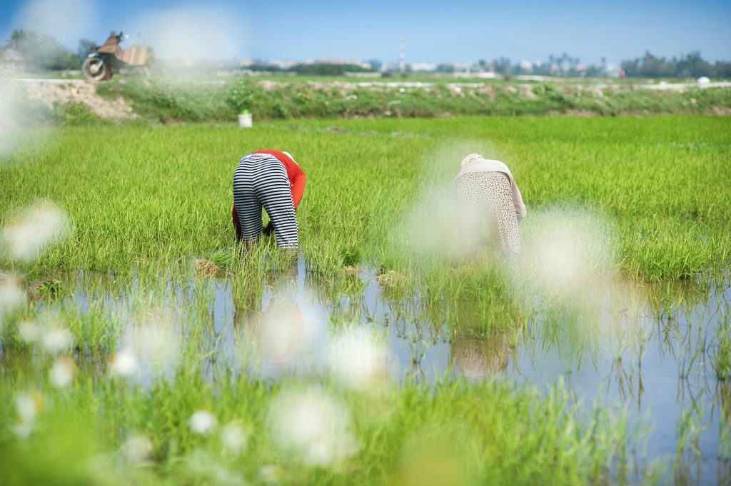Rice field